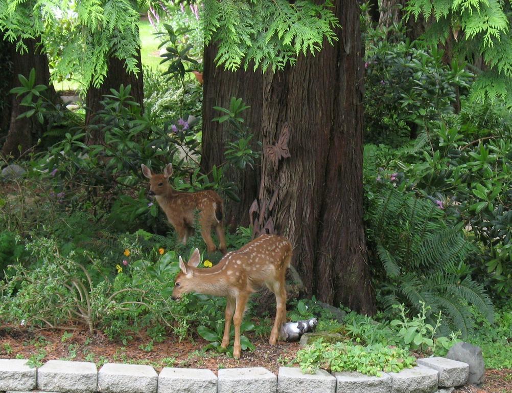 ポート・エンジェルス Sea Cliff Gardens Bed & Breakfast エクステリア 写真